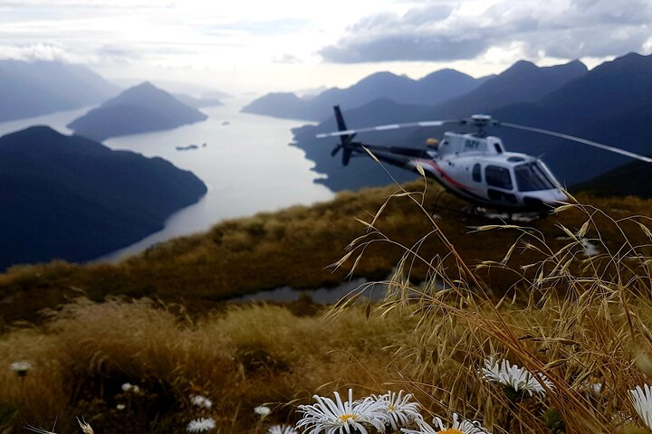 Flowers and Fiordland - Ducky Sound.